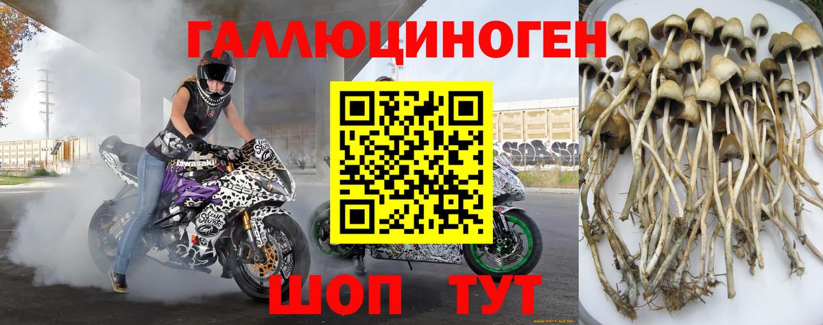 Псилоцибиновые грибы мухоморы Апшеронск