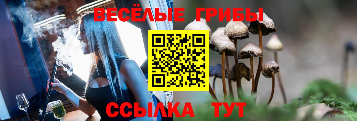 Псилоцибиновые грибы Psilocybine cubensis  где купить наркоту  Апшеронск  Галлюциногенные грибы Psilocybe 